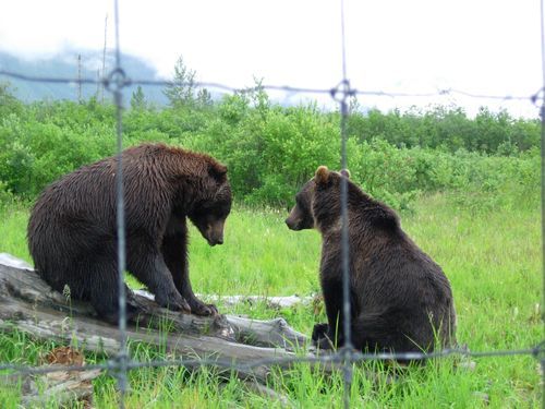 Two bears are standing next to each other in a field behind a fence.