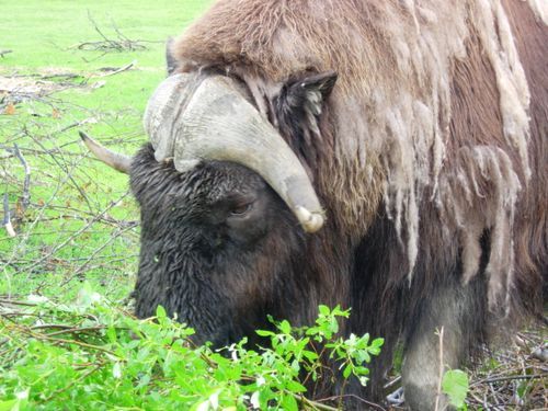 A close up of a bison eating grass in a field.