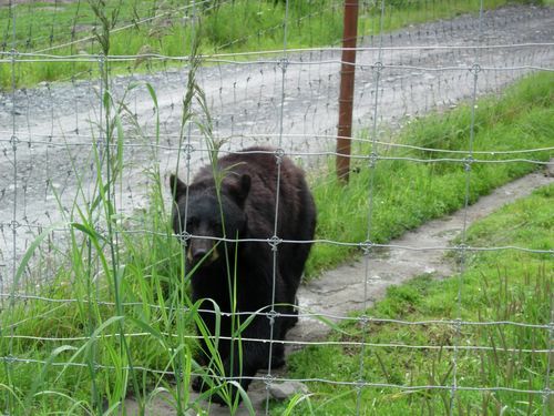 A black bear is standing in the grass behind a fence.