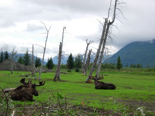 Two moose laying in a grassy field with mountains in the background