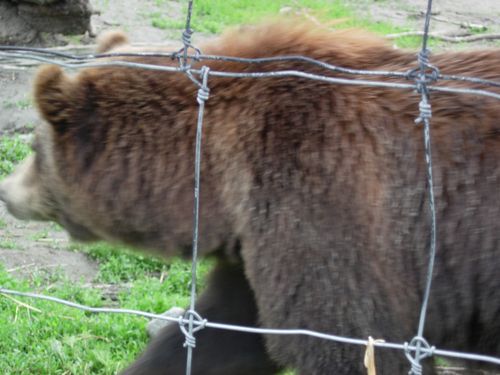 A brown bear is behind a barbed wire fence