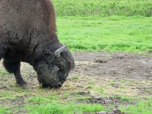 A bison is eating grass in a grassy field.