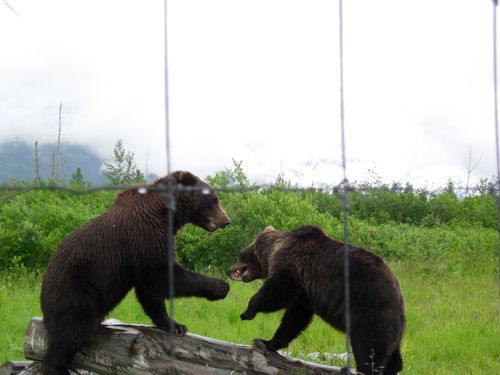 Two bears are standing on a log in a field behind a fence.