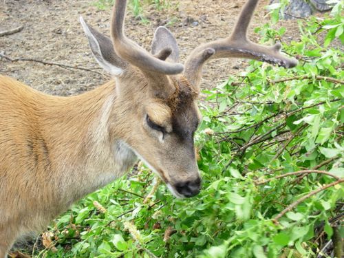 A deer with antlers is eating leaves from a bush.