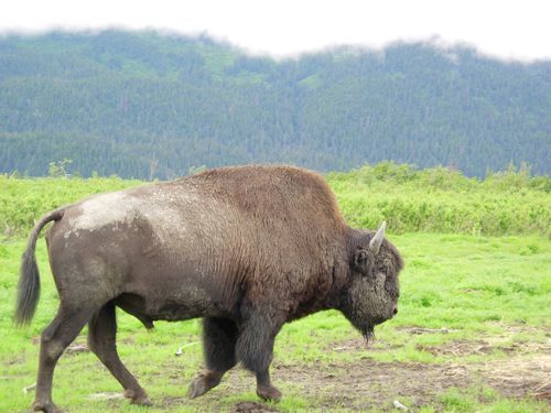 A bison is walking through a grassy field with mountains in the background.