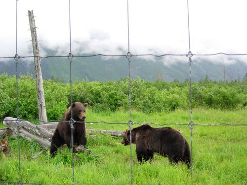 Two brown bears are standing in a grassy field behind a barbed wire fence.
