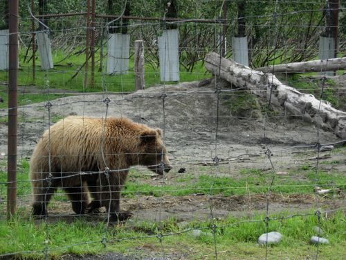 A brown bear is walking through a fenced in area.