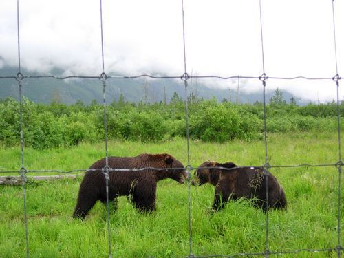 Two bears standing in a grassy field behind a wire fence