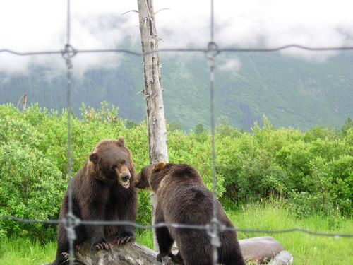 Two bears are sitting on a log behind a barbed wire fence.