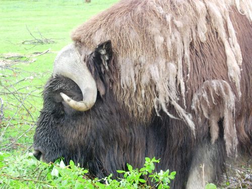 A close up of a bison eating grass in a field.