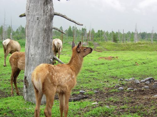 A deer is standing next to a tree in a field.