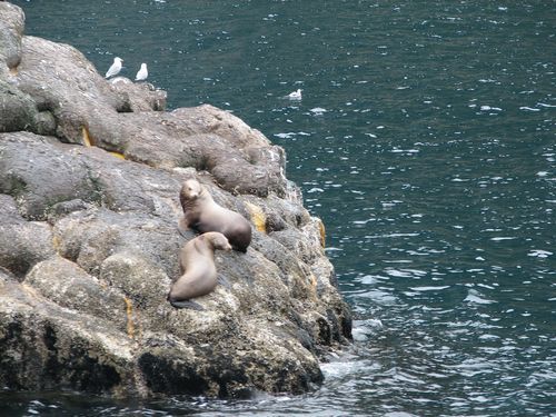 Several seals are sitting on a rock near the water