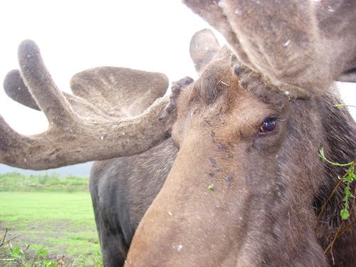 A close up of a moose eating grass in a field.