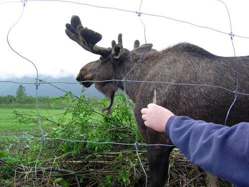 A person petting a moose behind a barbed wire fence