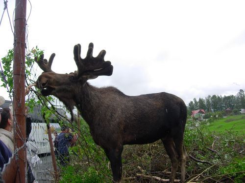 A moose standing next to a pole in a field