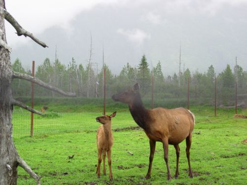 A mother elk and her baby elk are standing in a grassy field.