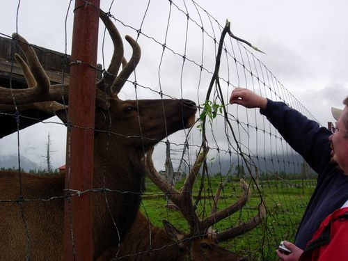 A man is feeding a deer through a barbed wire fence