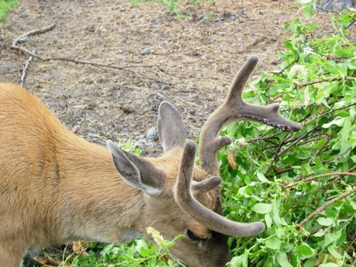 A close up of a deer eating leaves from a tree