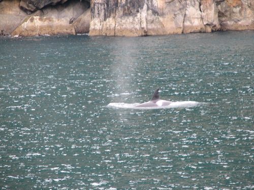 A whale is swimming in the water near a rocky shoreline
