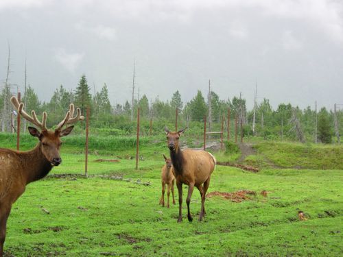A herd of elk standing in a grassy field.