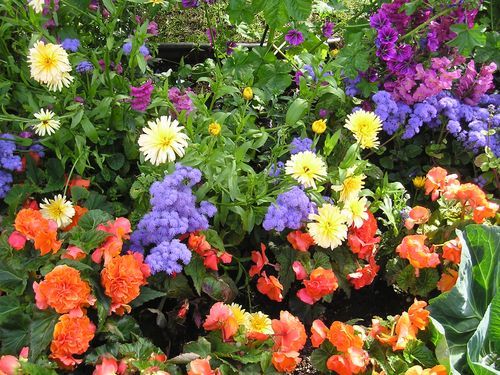 A garden filled with lots of different types of flowers
