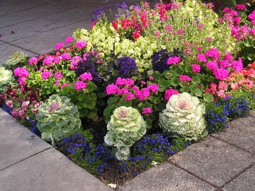 A garden filled with lots of different types of flowers