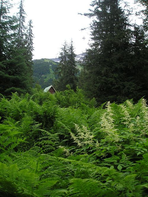 A house in the middle of a forest surrounded by ferns