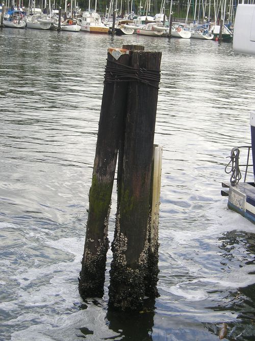 A wooden post in the middle of a body of water