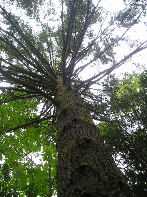 Looking up at a tall tree with lots of branches