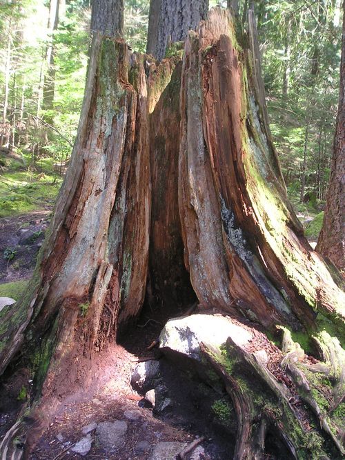 A large tree stump in the middle of a forest
