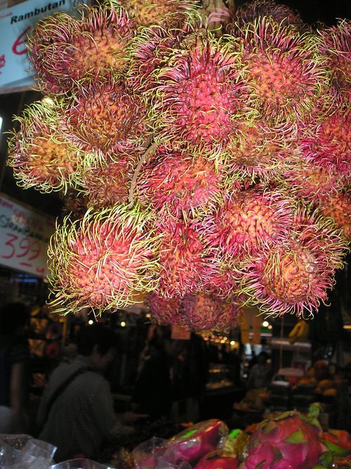 A bunch of rambutan hanging from a tree