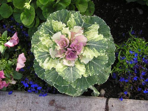 A plant with purple flowers and green leaves