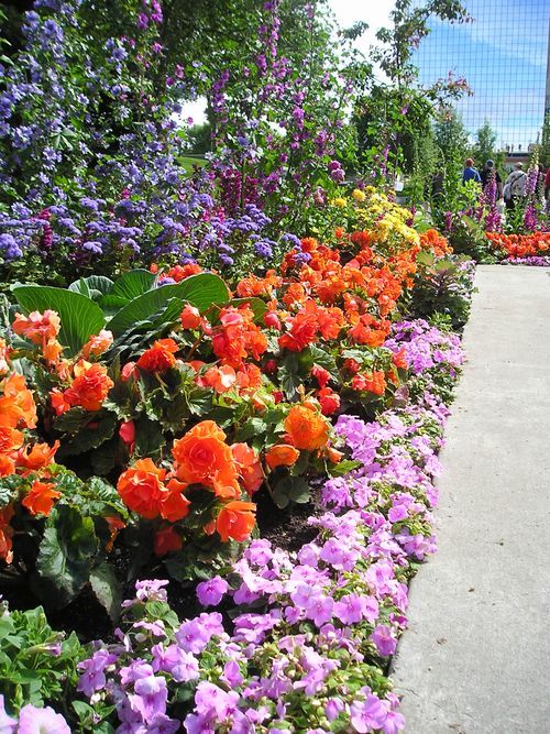 A row of purple and orange flowers along a sidewalk