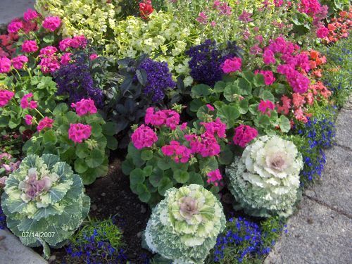 A garden filled with lots of different types of flowers