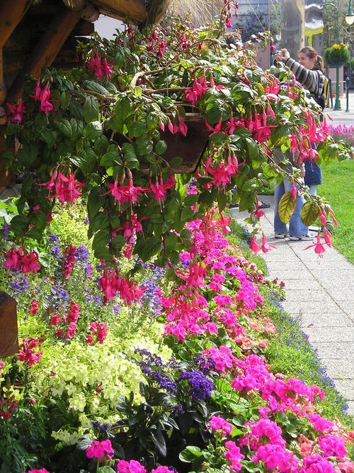 A person is taking a picture of flowers in a garden