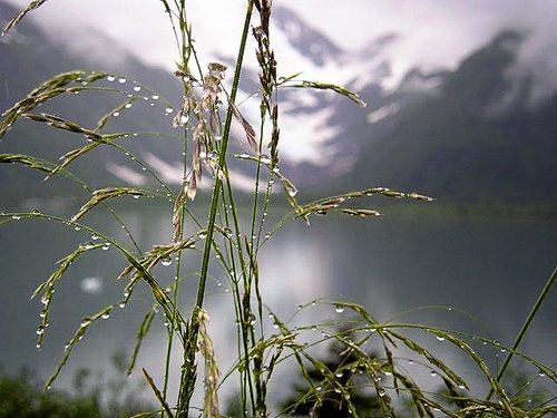 A close up of tall grass with mountains in the background