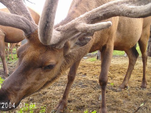 A picture of a deer taken in 2004