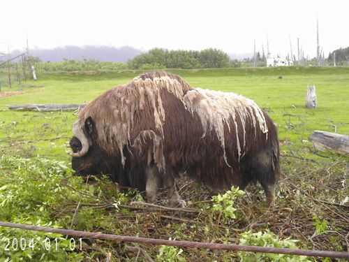 A bison is standing in a grassy field.