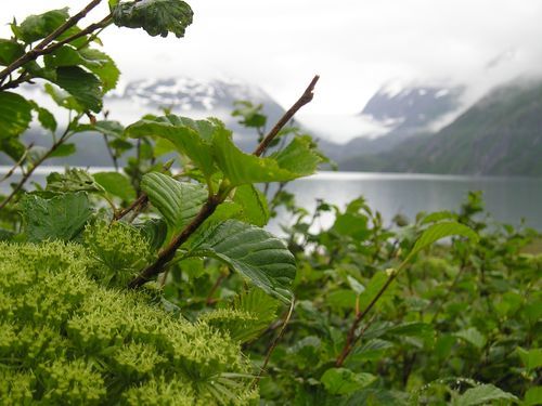 A blurred picture of a lake with mountains in the background