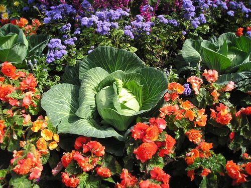 A cabbage is surrounded by flowers in a garden