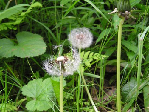 A close up of a dandelion in the grass
