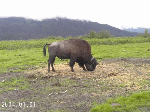 A bison standing in a grassy field with mountains in the background