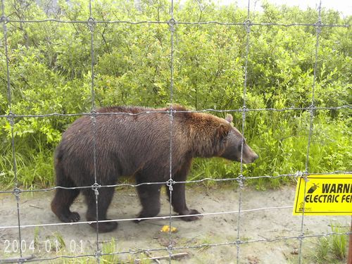 A bear walking through a barbed wire fence with a warning sign