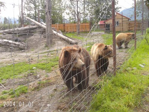 Three bears are behind a wire fence in a zoo enclosure