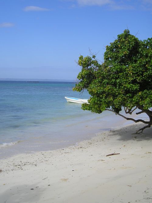 A beach with a tree and a boat in the water