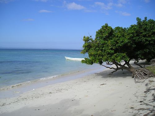 A beach with a tree in the foreground and the ocean in the background