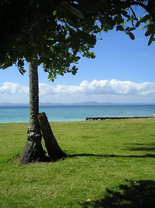 A palm tree stands in the grass near the ocean