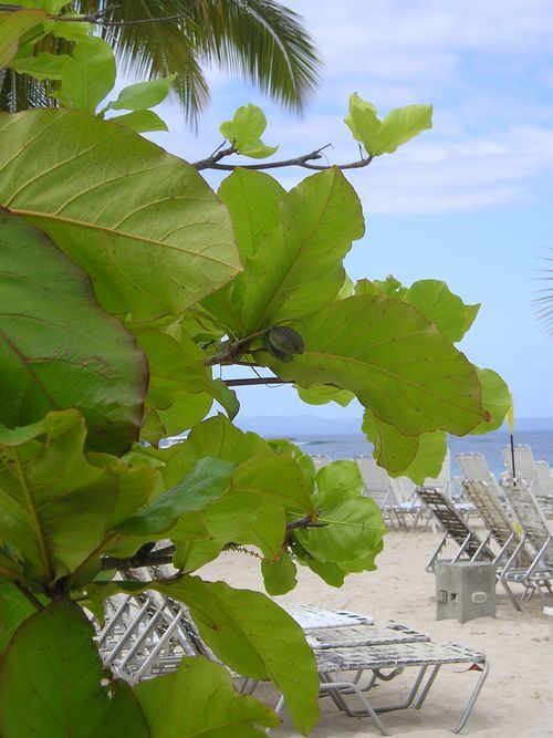 A beach with chairs and a tree in the foreground