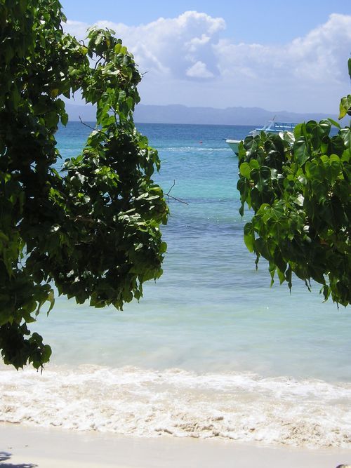 A beach with a tree in the foreground and the ocean in the background