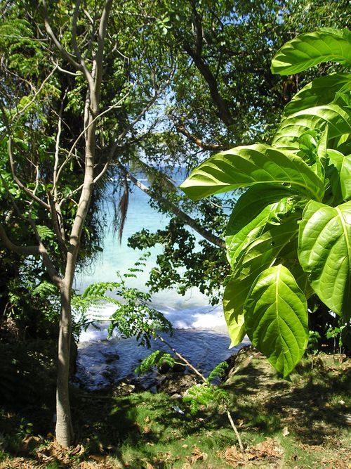 A tree with a view of the ocean through the leaves